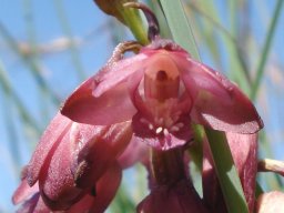 Orthochilus not vinosus inside the flower